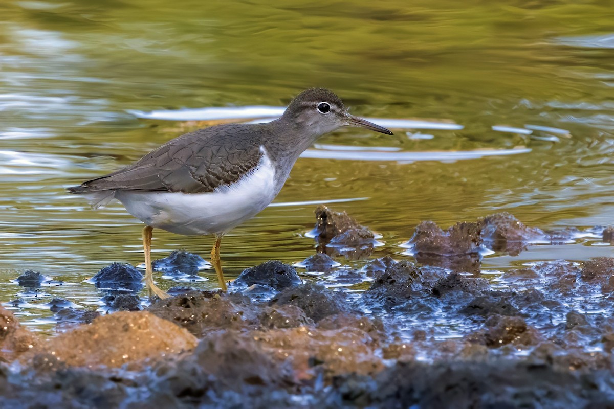 Spotted Sandpiper - ML623990922