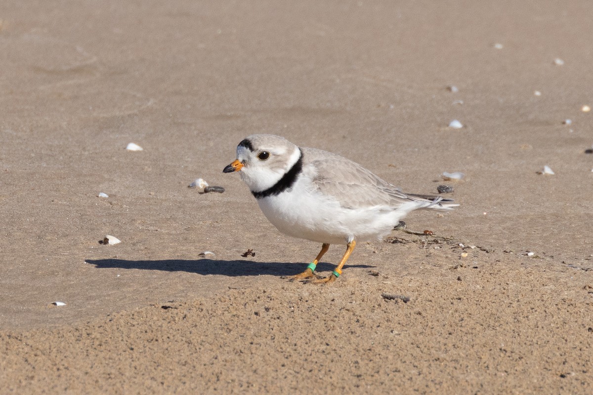 Piping Plover - ML623990927