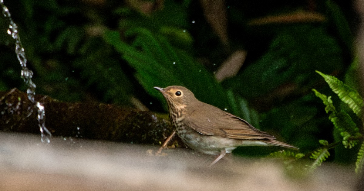 Swainson's Thrush - ML623990928