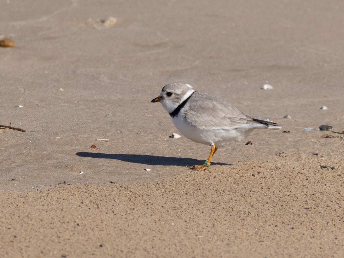 Piping Plover - ML623990929