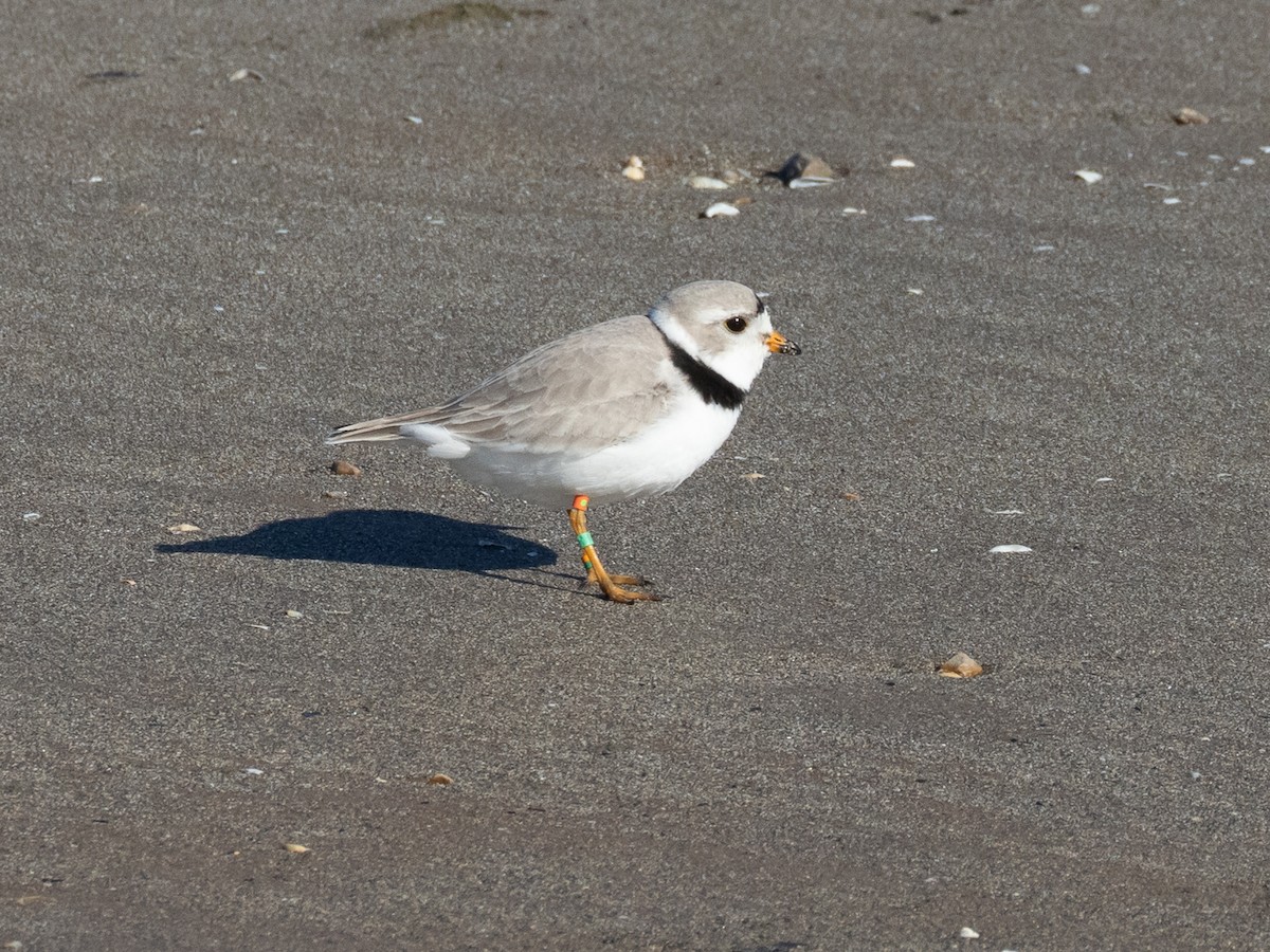 Piping Plover - ML623990931