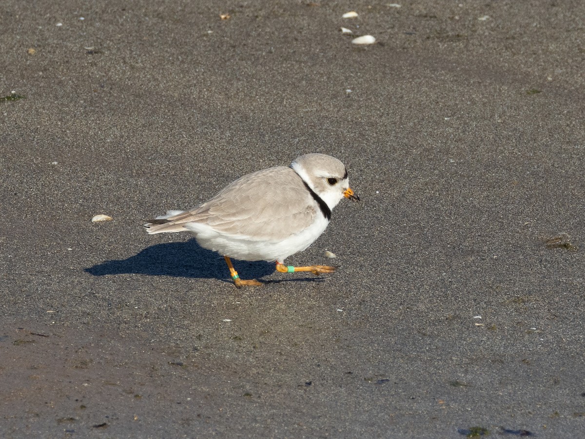 Piping Plover - Terry Walsh