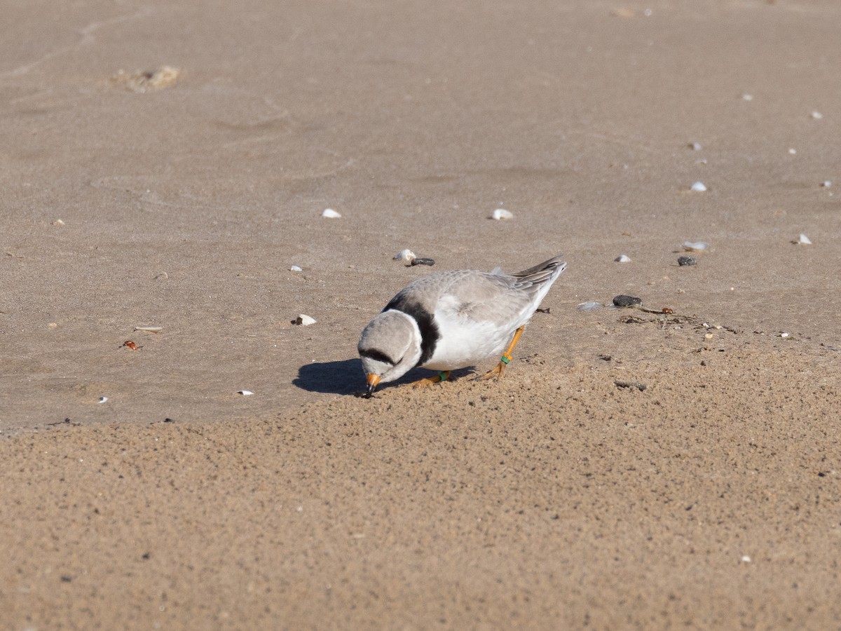 Piping Plover - ML623990933