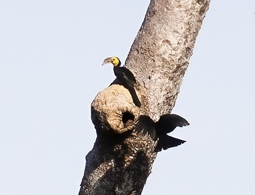 Sulawesi Hornbill - Peter Seubert