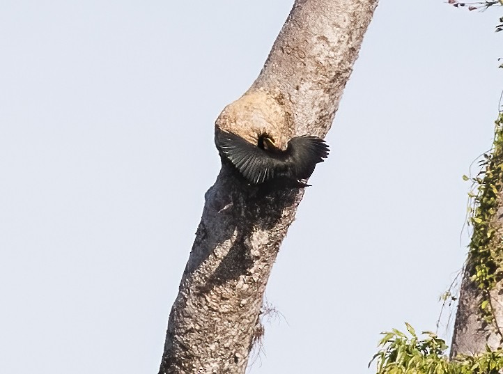 Sulawesi Hornbill - ML623990950