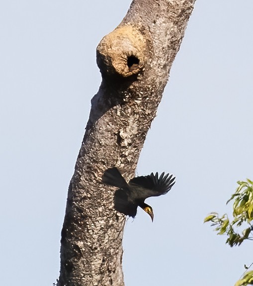 Sulawesi Hornbill - ML623990951