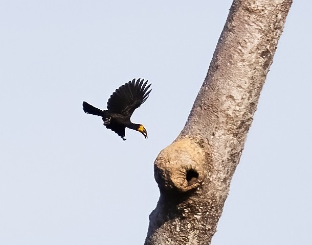 Sulawesi Hornbill - ML623990952