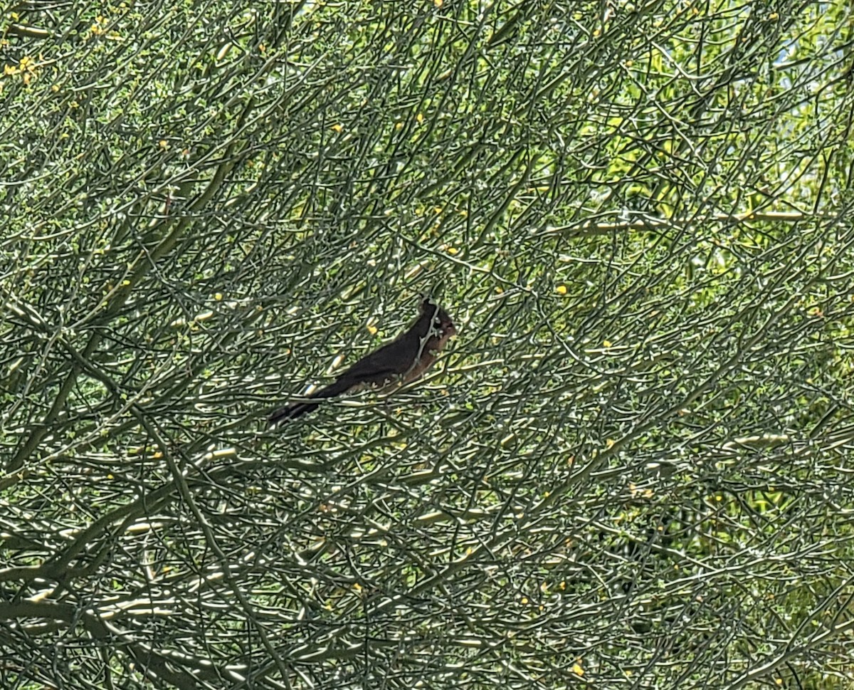 Pyrrhuloxia - Kathie Brown