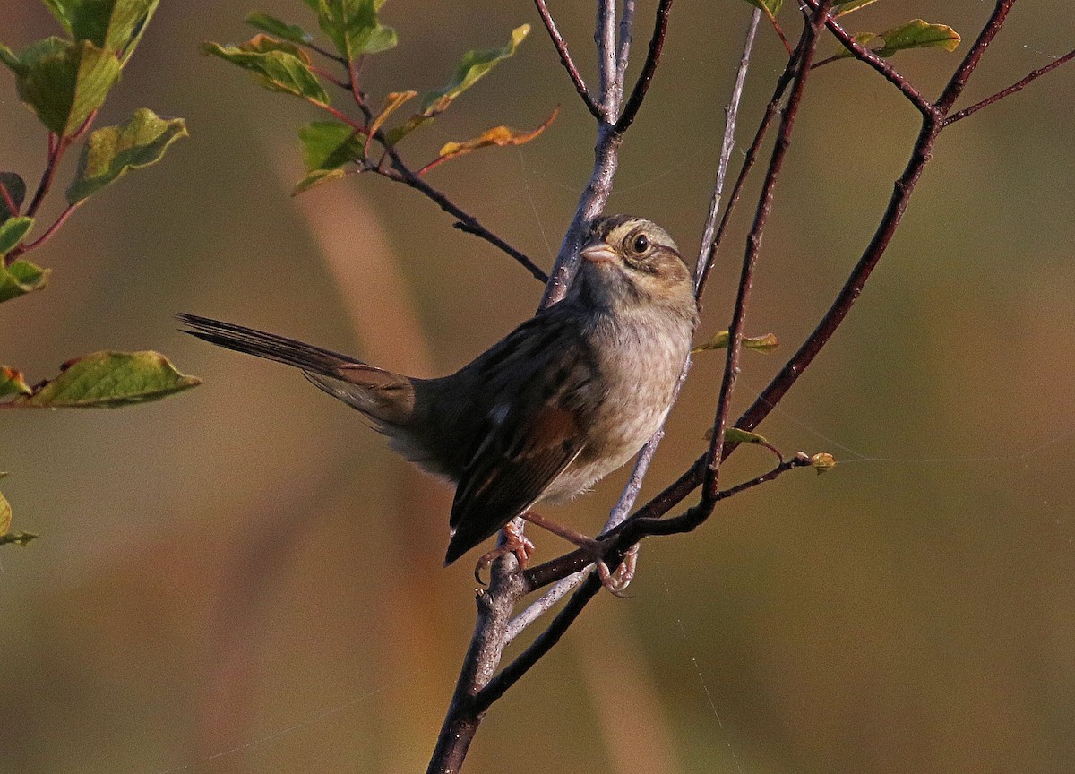 Swamp Sparrow - ML623991015