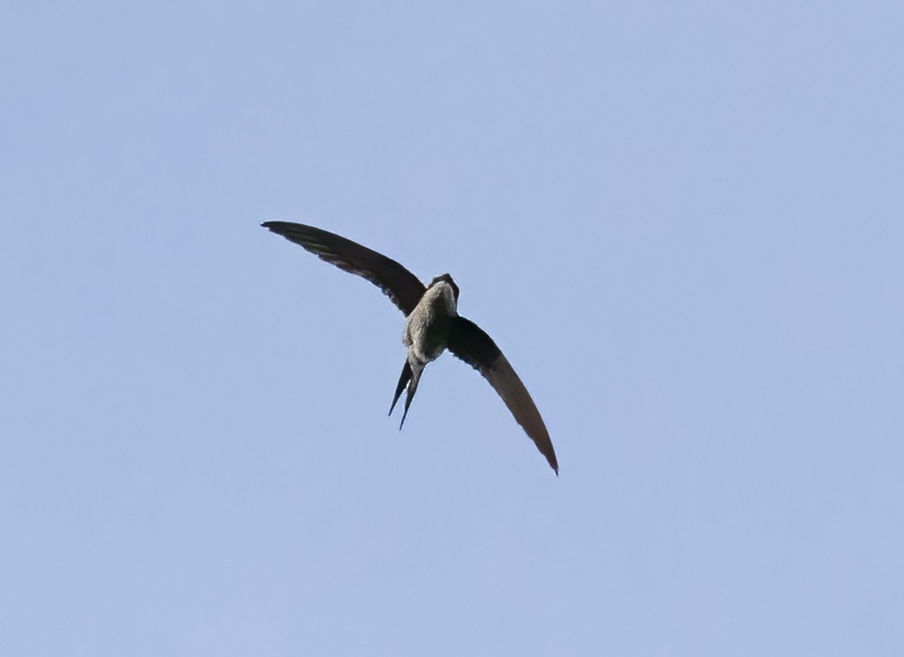 Gray-rumped Treeswift - ML623991032