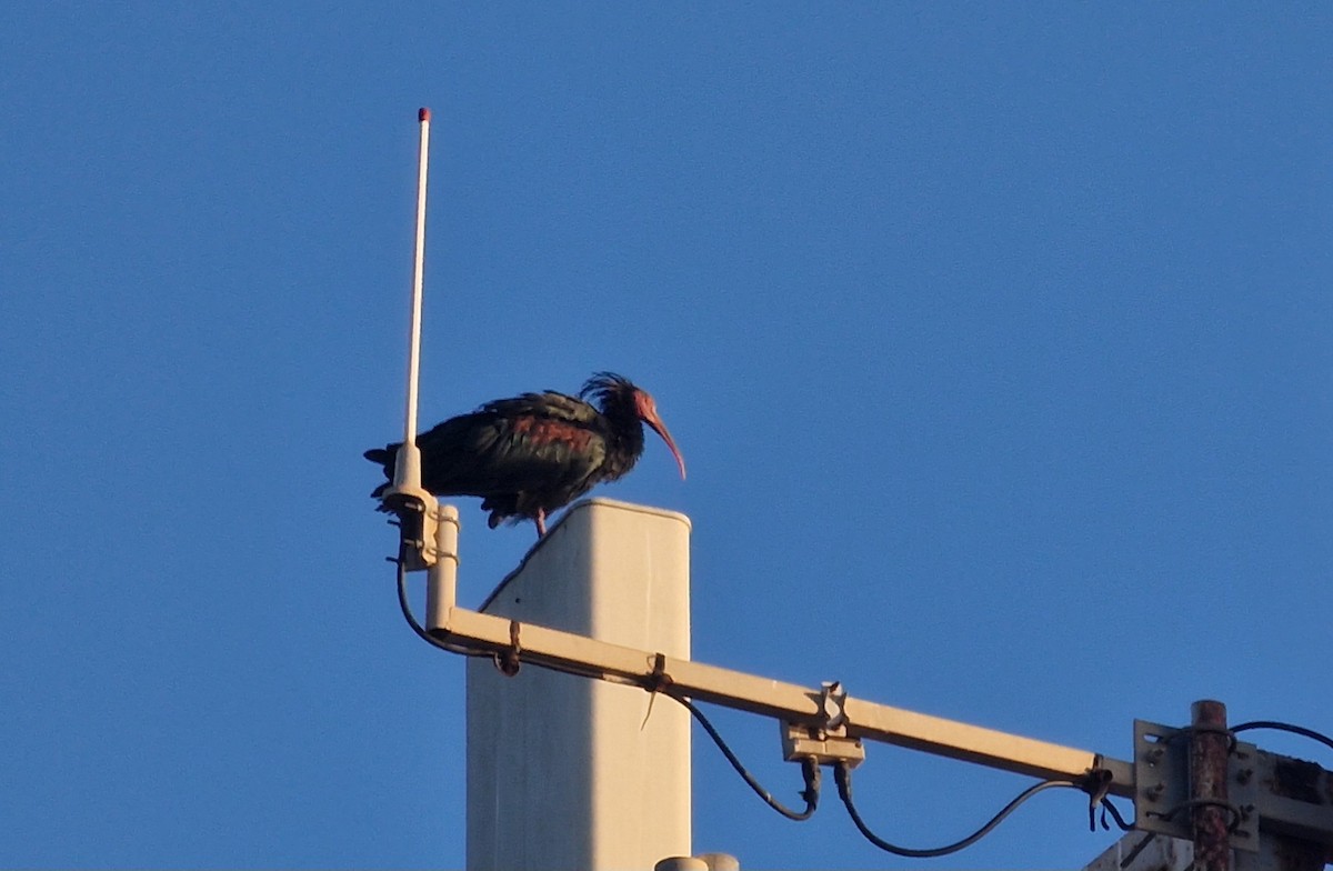 Northern Bald Ibis - ML623991037