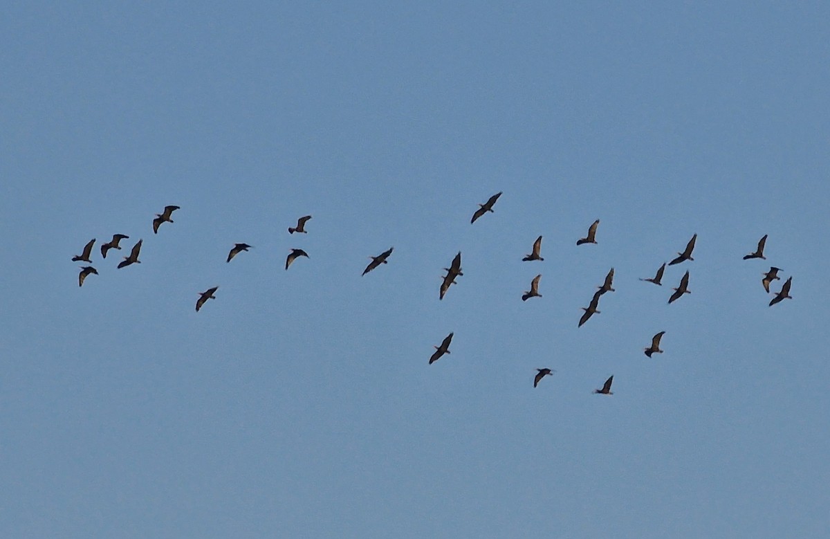 Northern Bald Ibis - ML623991038