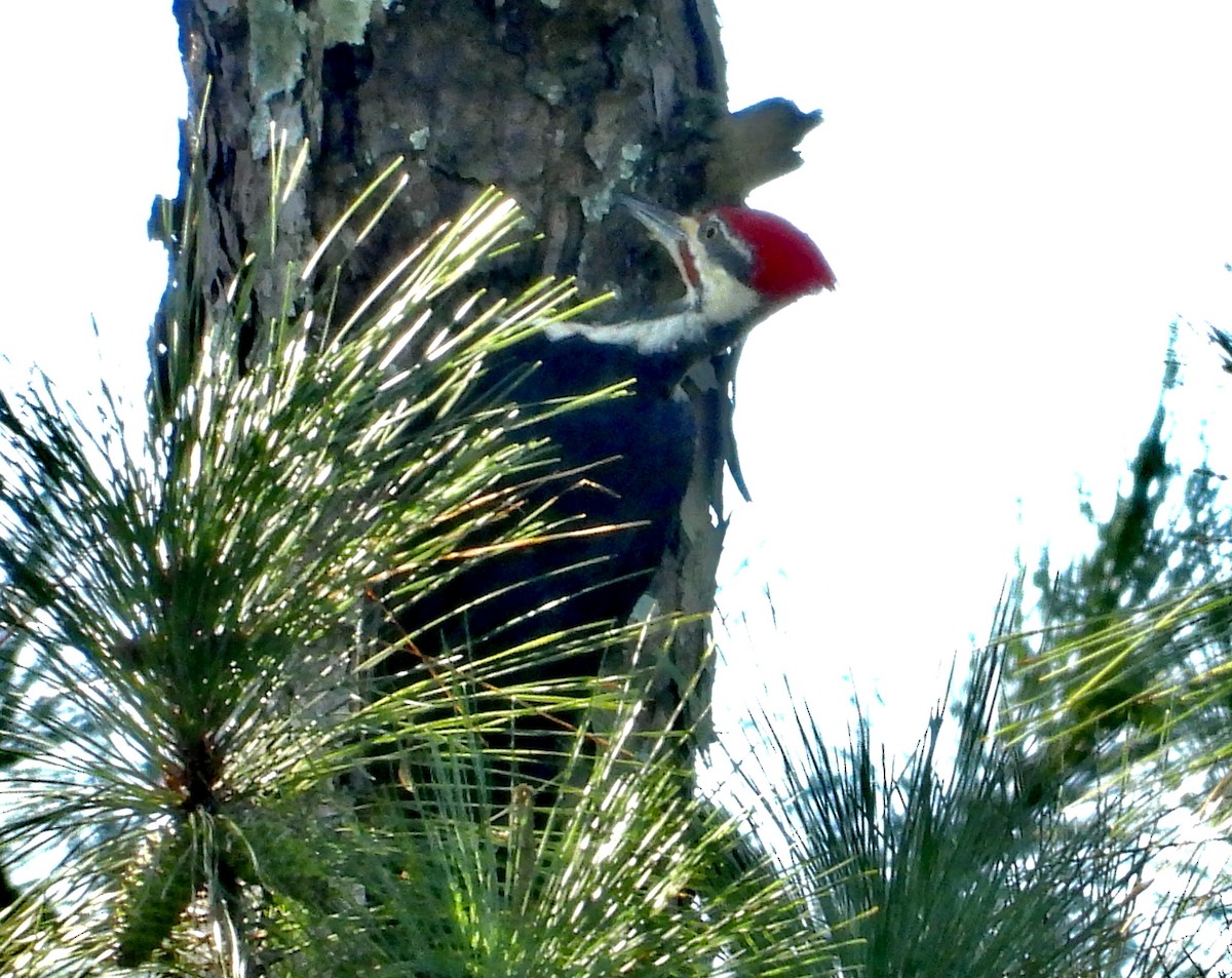 Pileated Woodpecker - ML623991045