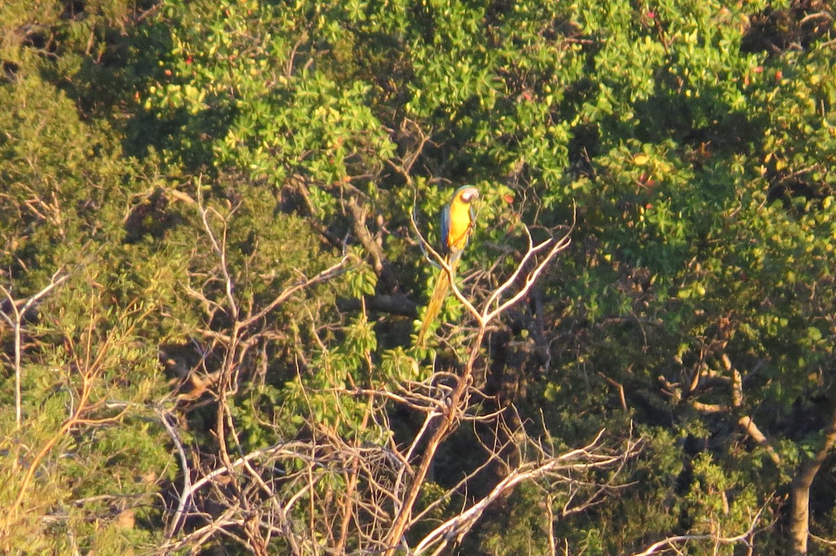 Blue-and-yellow Macaw - Cleberton Bianchini