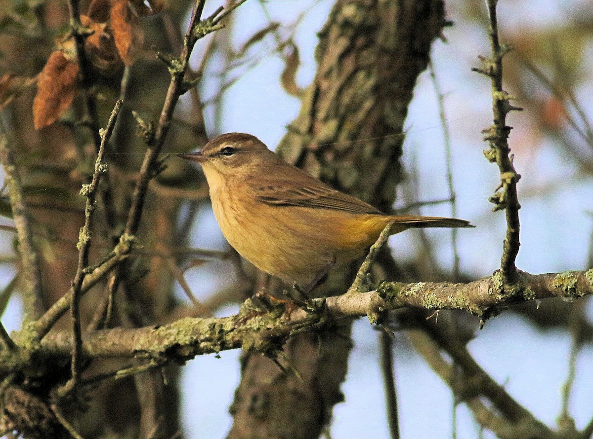 Palm Warbler - John  Cameron