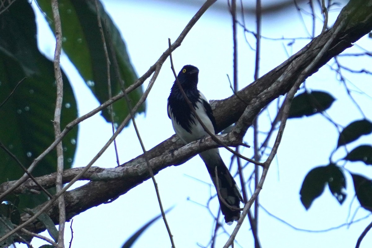 Magpie Tanager - Sud Menon