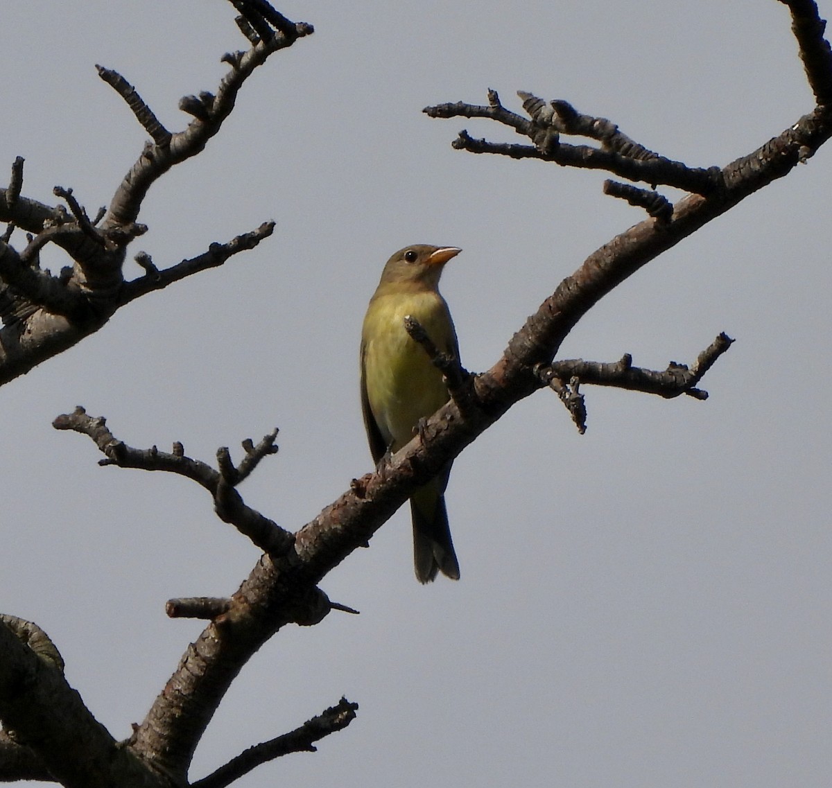 Western Tanager - ML623991080