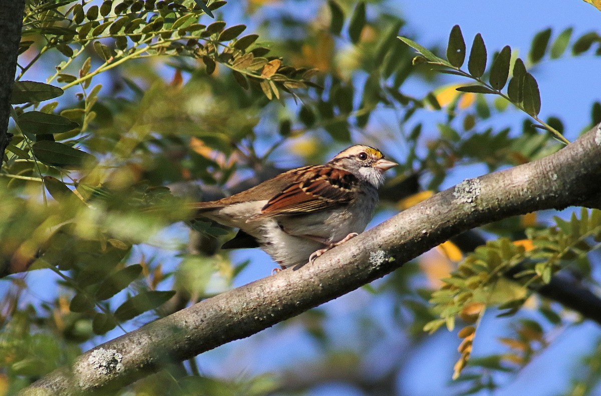 White-throated Sparrow - ML623991083