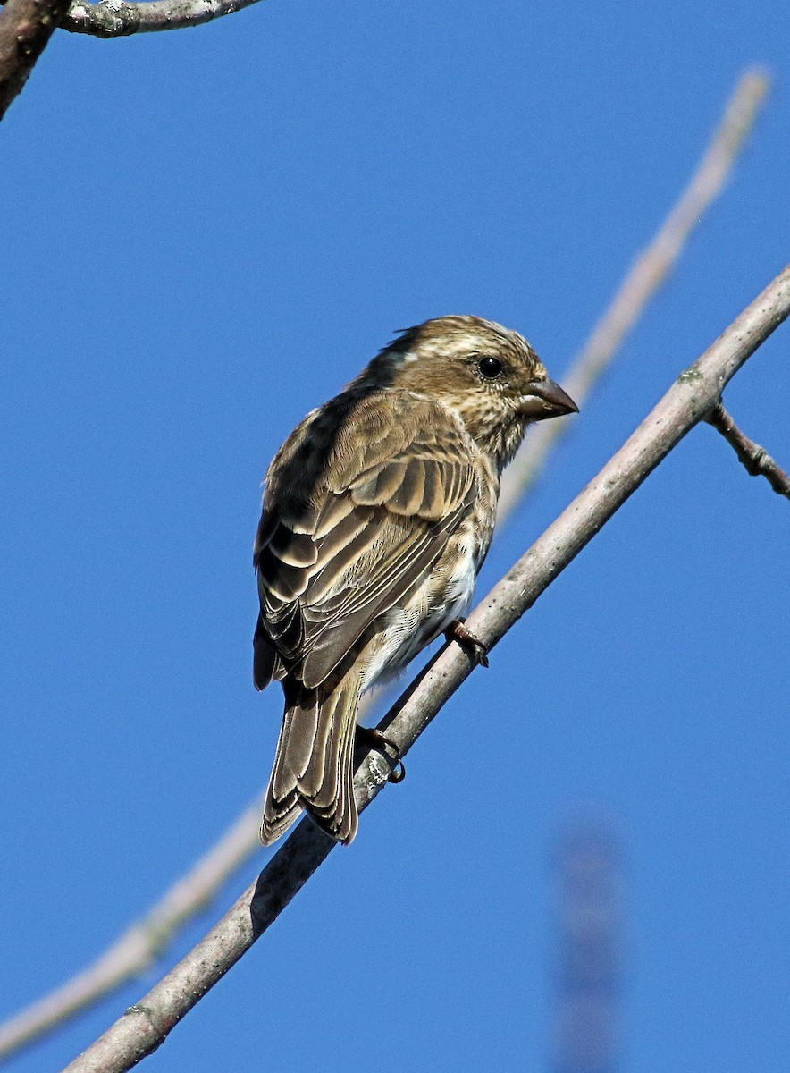 Purple Finch - ML623991094