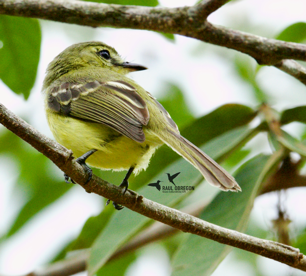 Yellow-bellied Tyrannulet - Raúl Obregón