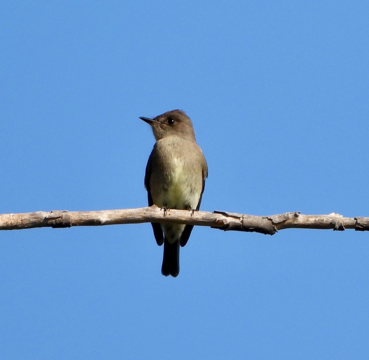 Western Wood-Pewee - ML623991125