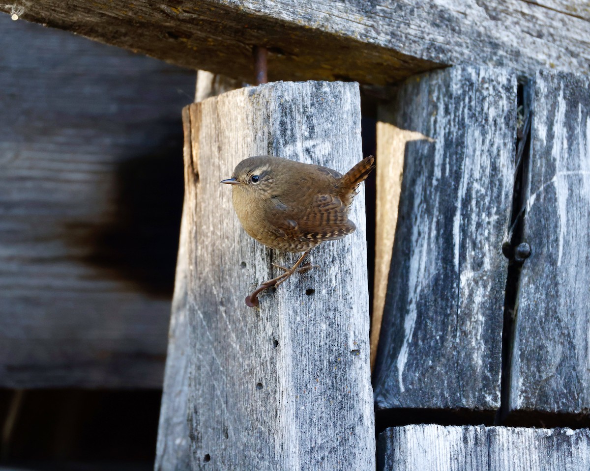 Pacific Wren - ML623991126