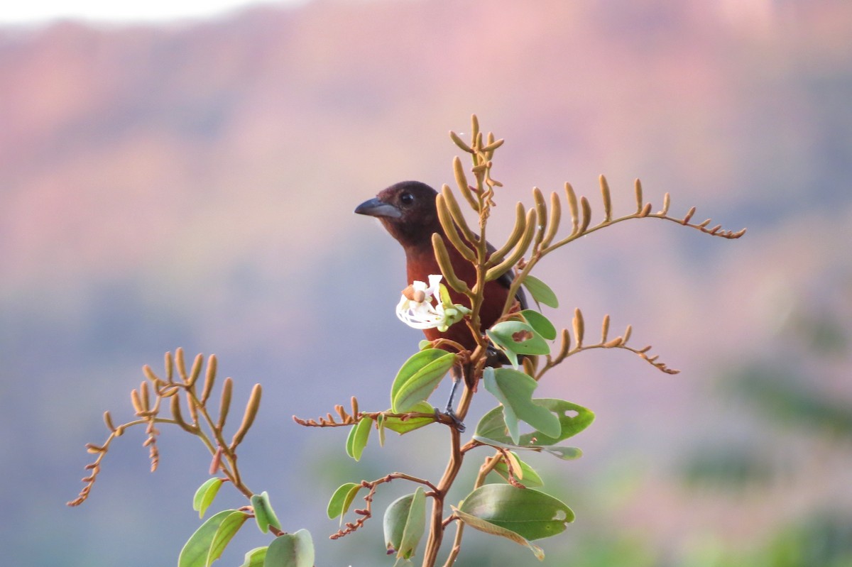 Silver-beaked Tanager - ML623991131