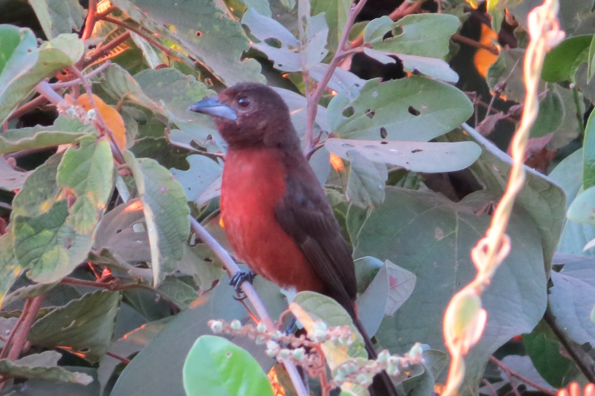 Silver-beaked Tanager - ML623991132