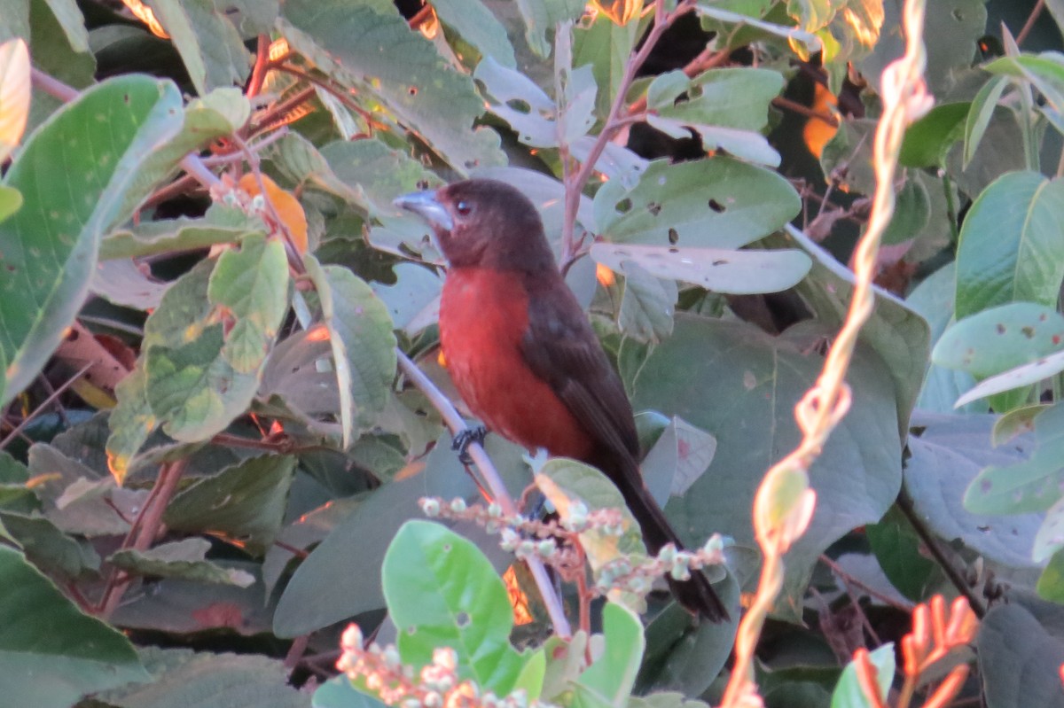 Silver-beaked Tanager - ML623991134