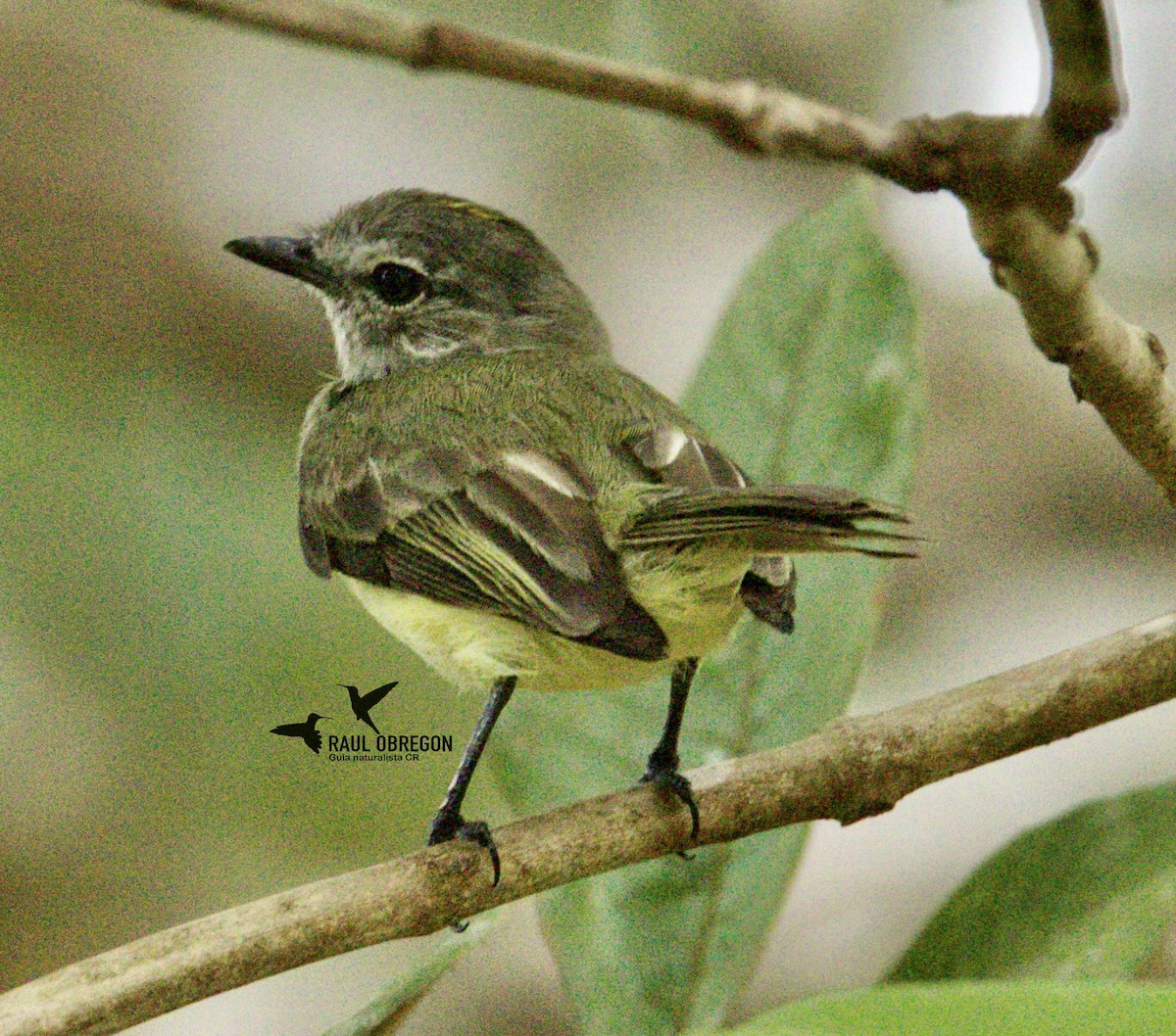 Fiofío Verdoso - ML623991137