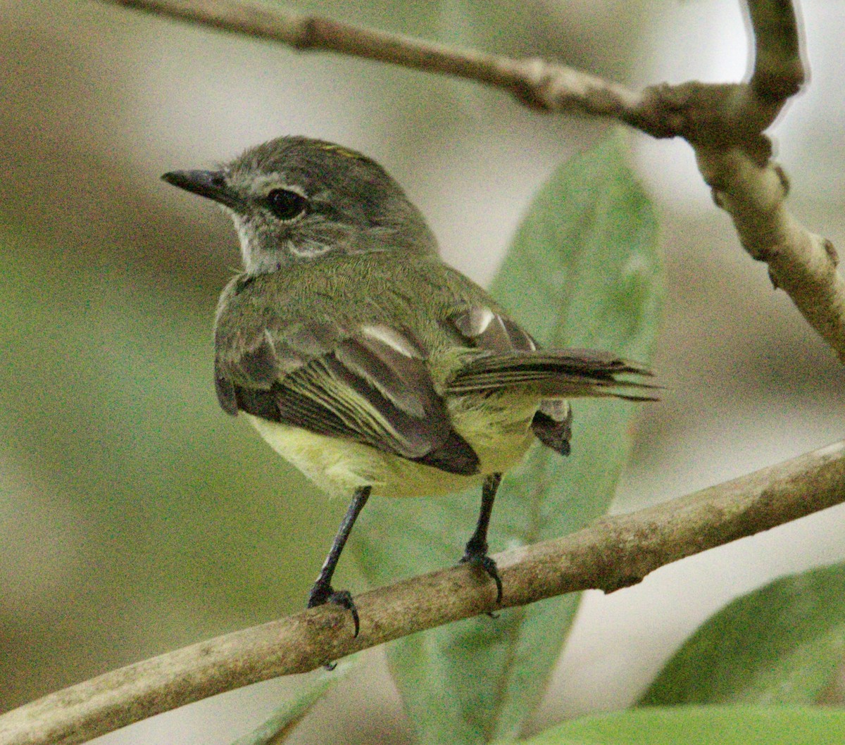 Greenish Elaenia - Raúl Obregón