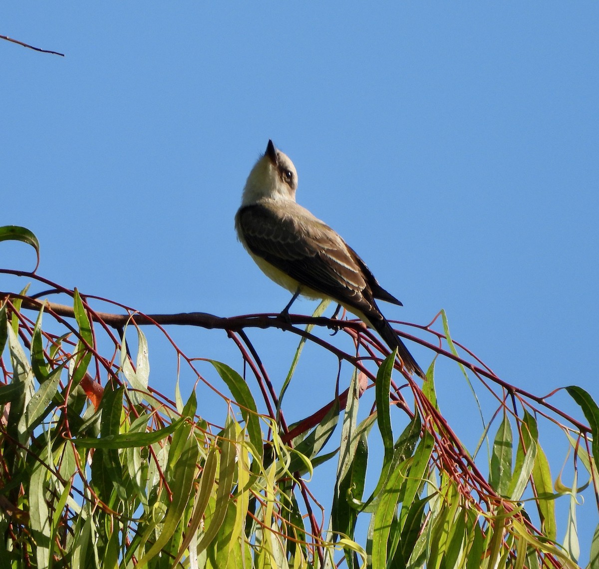 Western Kingbird - ML623991148