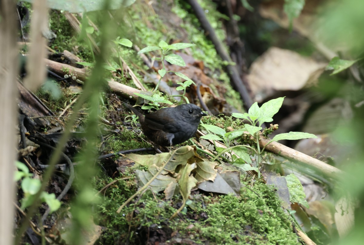 Stiles's Tapaculo - ML623991151