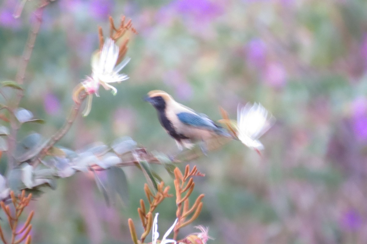 Burnished-buff Tanager - ML623991180