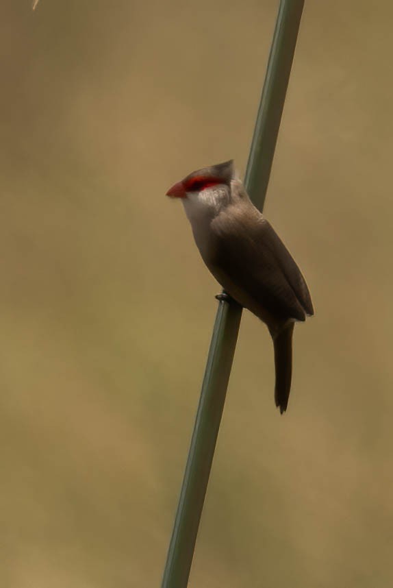 Common Waxbill - ML623991187