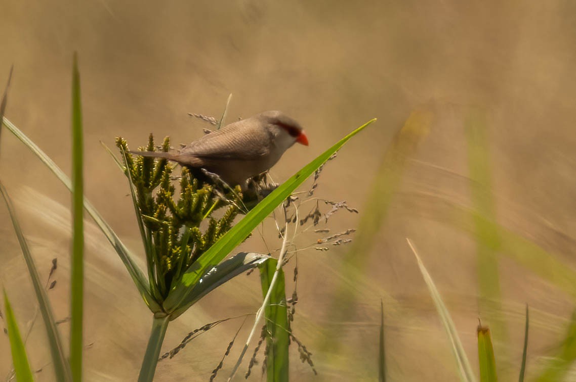 Common Waxbill - ML623991193