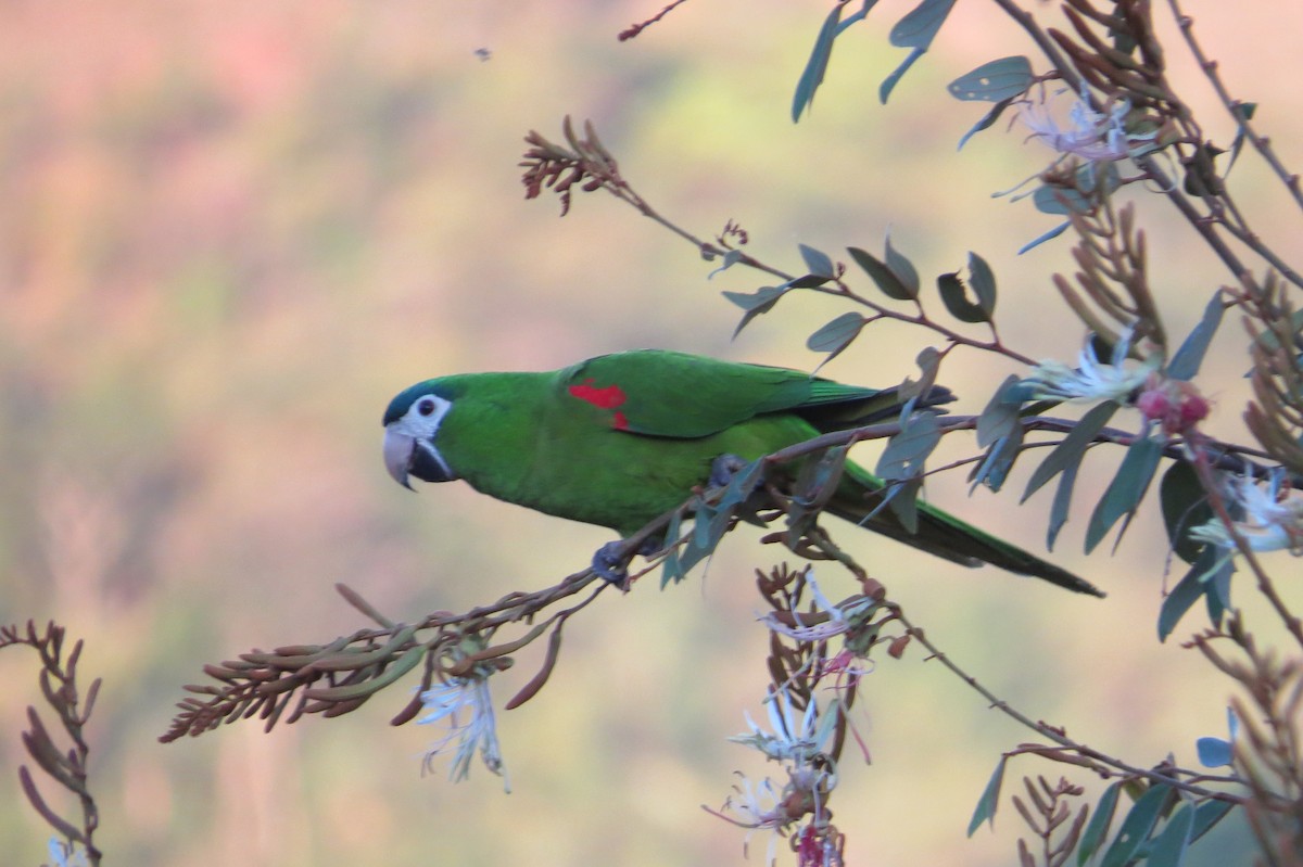 Red-shouldered Macaw - ML623991196