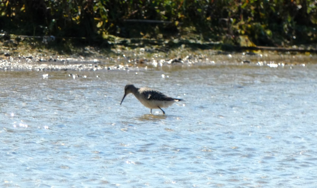 Stilt Sandpiper - ML623991232