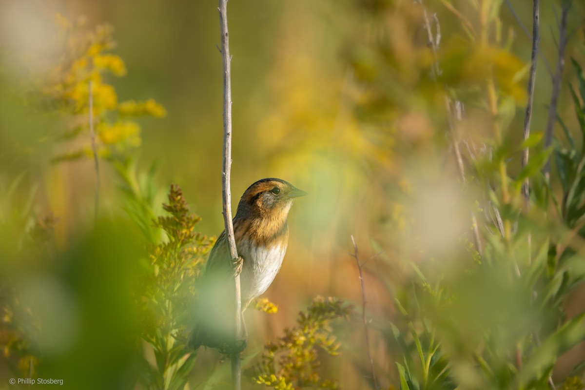 Nelson's Sparrow - ML623991238