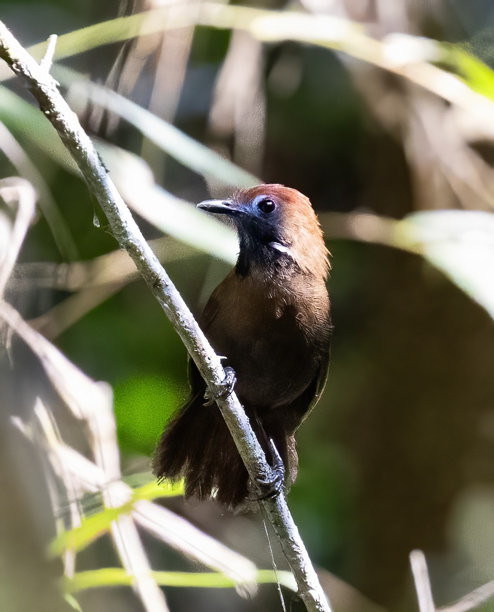 Fluffy-backed Tit-Babbler - ML623991239