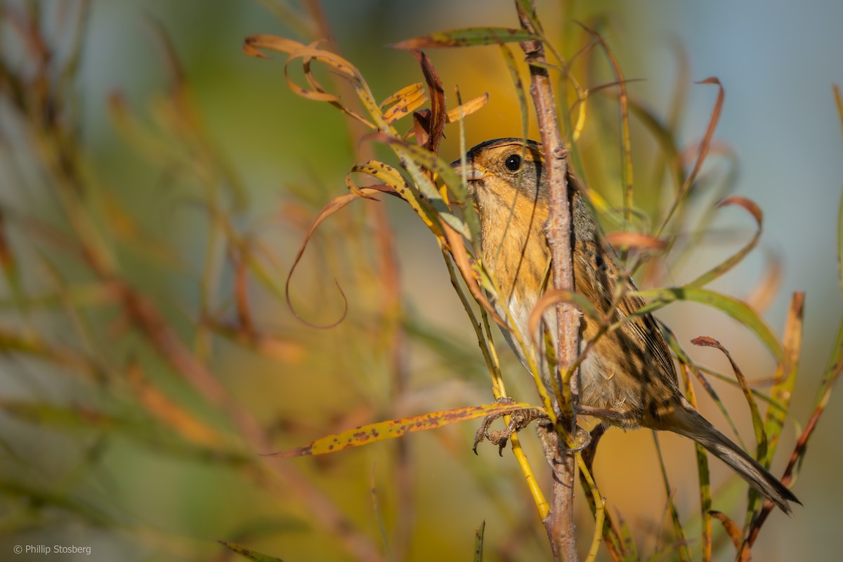 Nelson's Sparrow - ML623991241