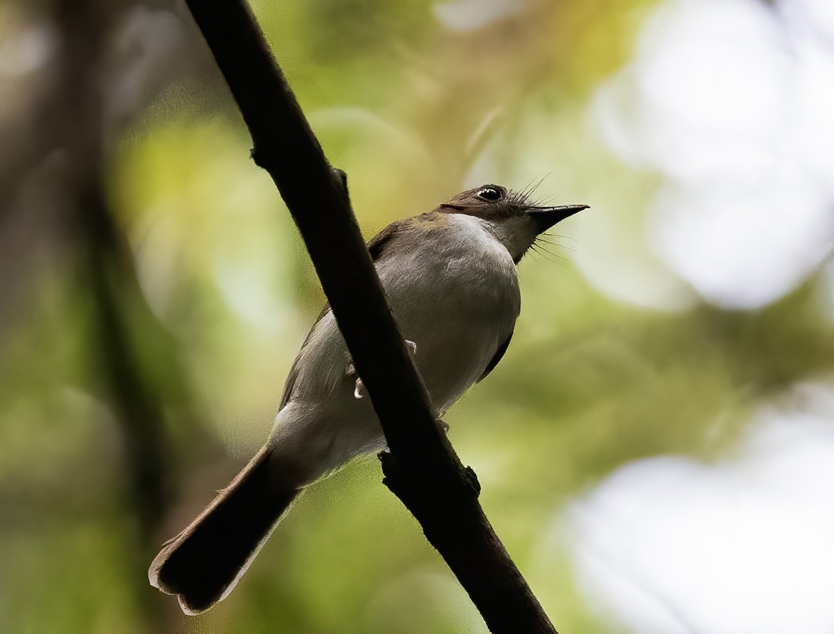 Gray-chested Jungle Flycatcher - Peter Seubert