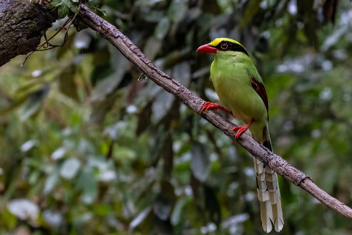 Common Green-Magpie - Gustino Lanese