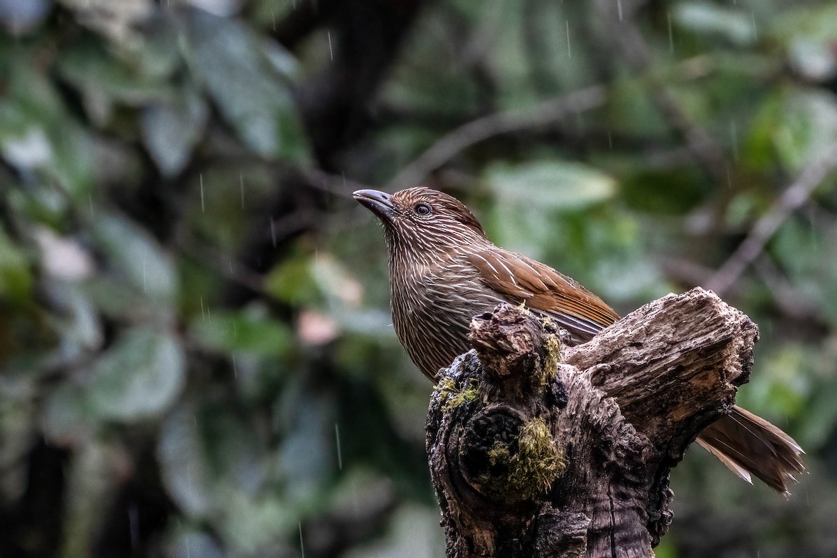 Striated Laughingthrush - ML623991268