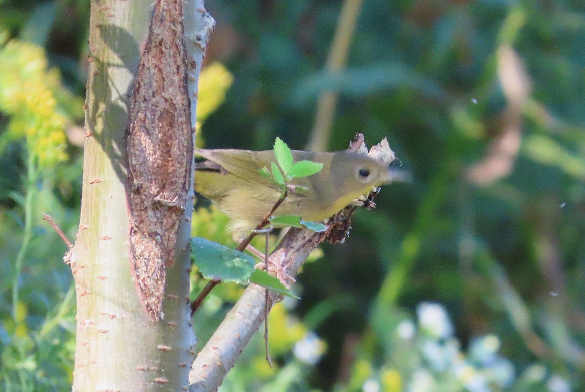 Common Yellowthroat - Susan Cooper