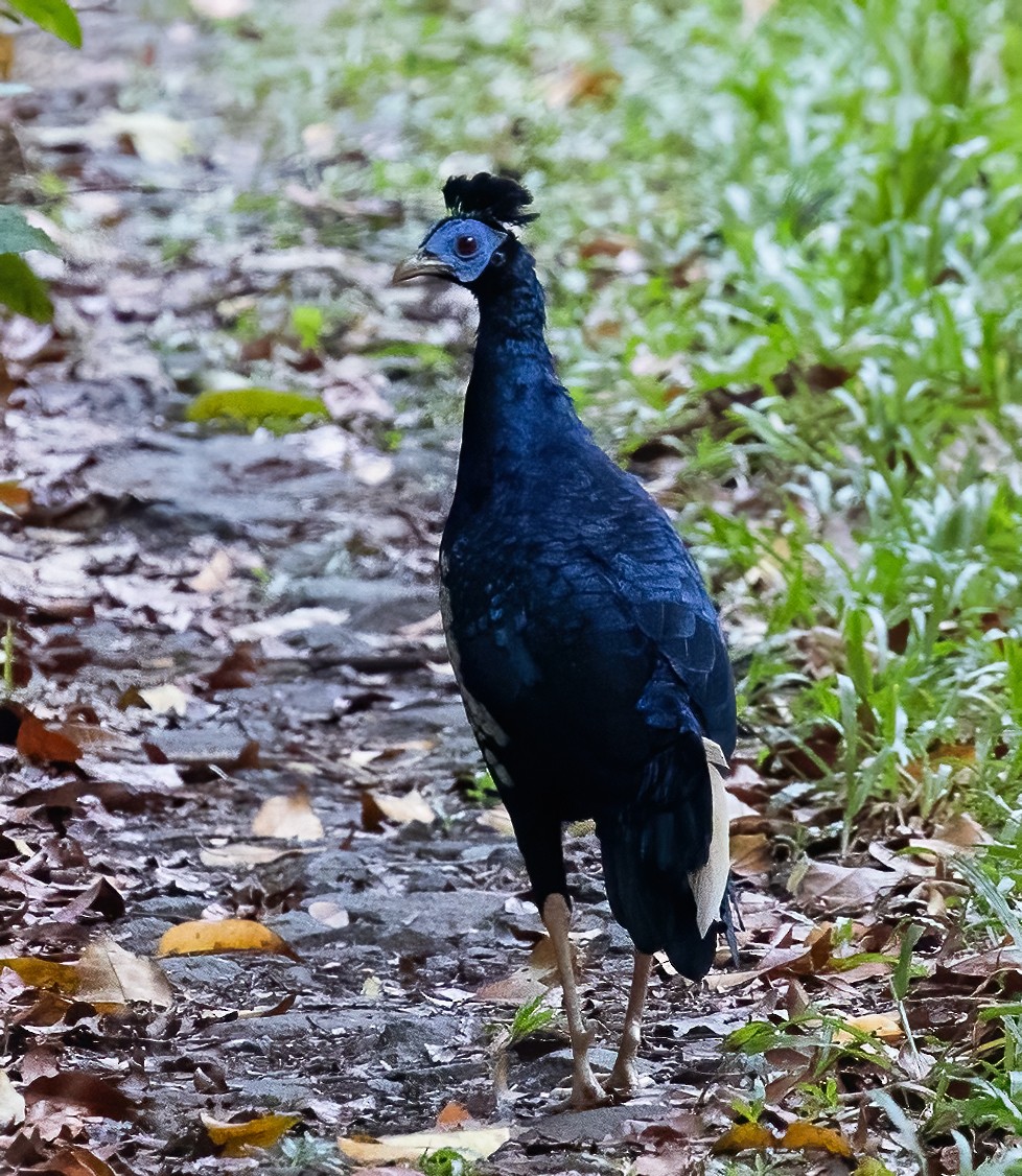 Malayan Crested Fireback - ML623991328