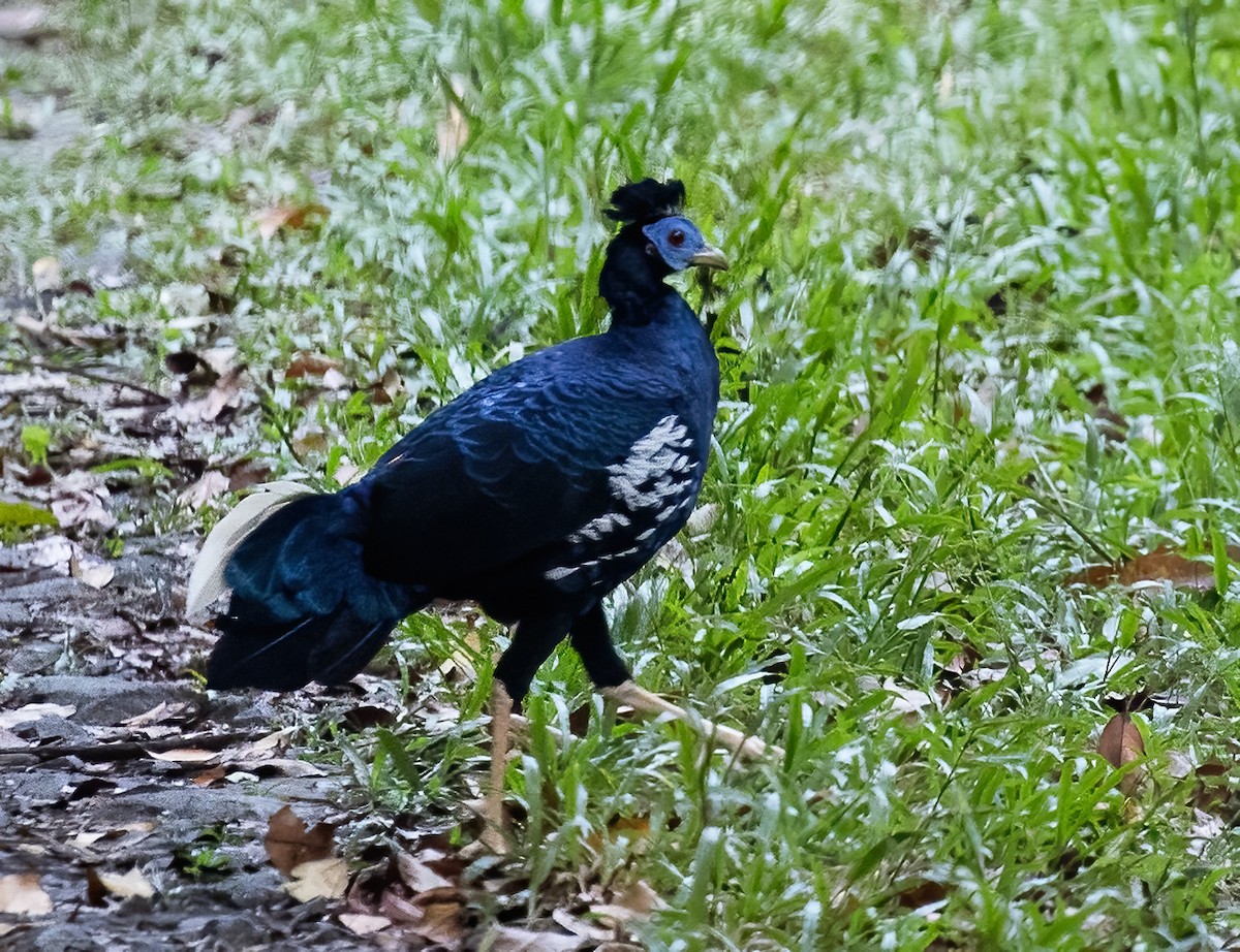 Malayan Crested Fireback - ML623991329