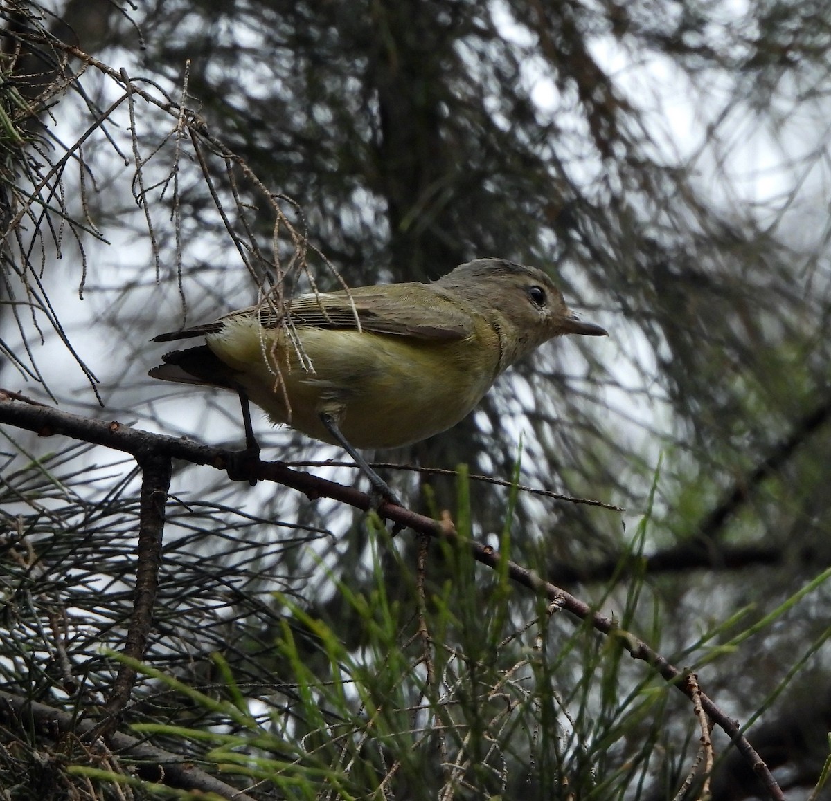 Warbling Vireo - ML623991331