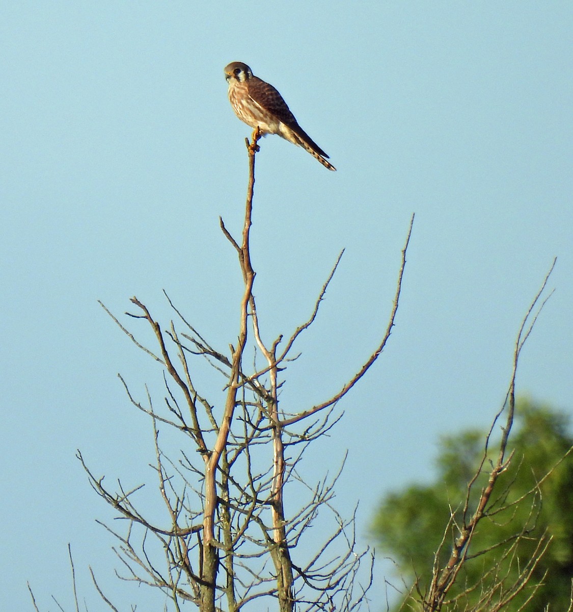 American Kestrel - ML623991336