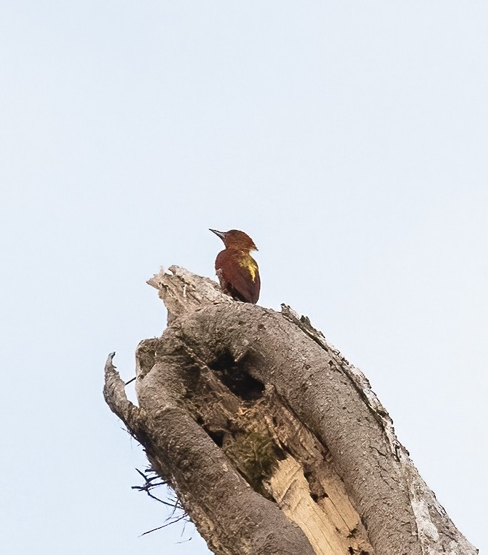 Banded Woodpecker - ML623991341